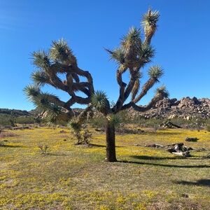 Meet your Posher, Rose